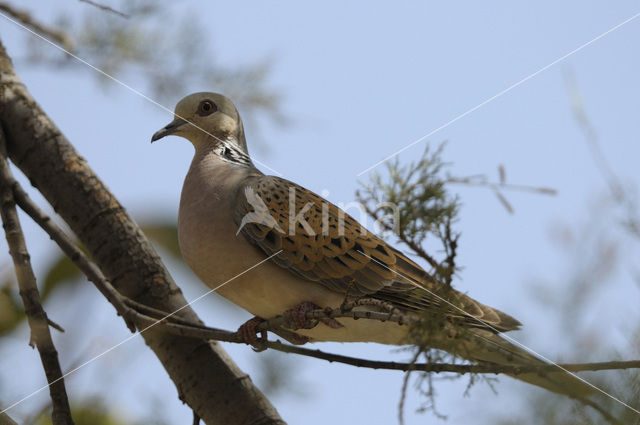 Zomertortel (Streptopelia turtur)