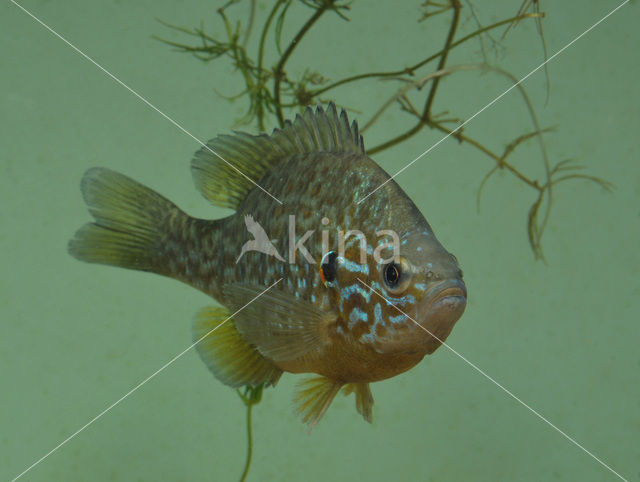 Pumpkinseed Sunfish (Lepomis gibbosus)