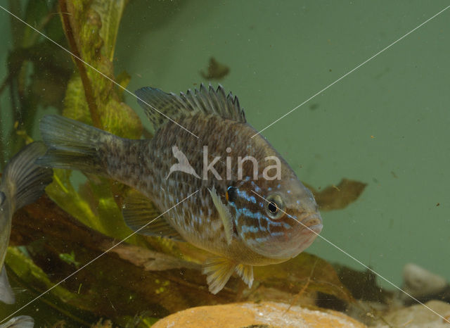 Pumpkinseed Sunfish (Lepomis gibbosus)