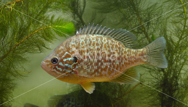 Zonnebaars (Lepomis gibbosus)