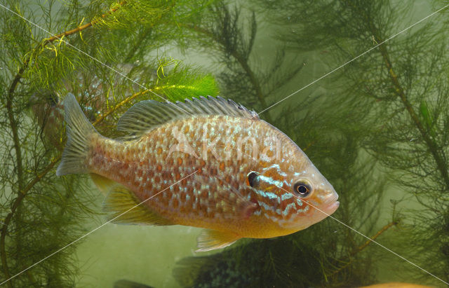 Zonnebaars (Lepomis gibbosus)