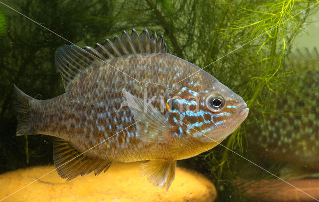 Zonnebaars (Lepomis gibbosus)