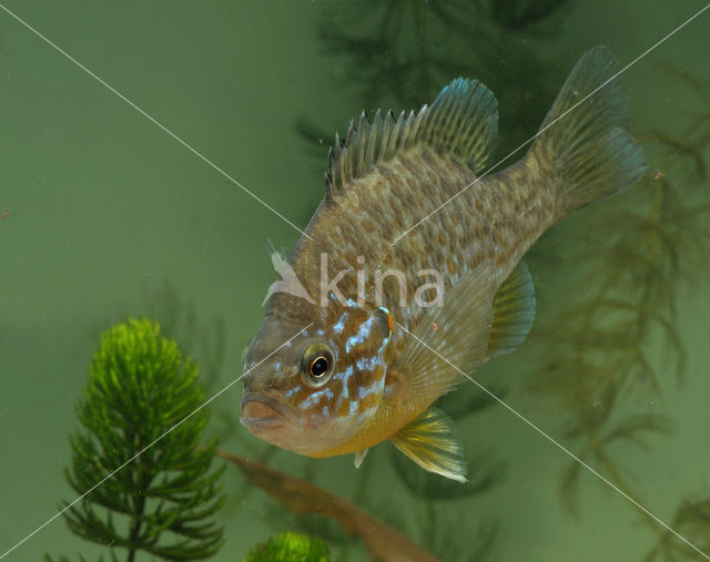 Zonnebaars (Lepomis gibbosus)