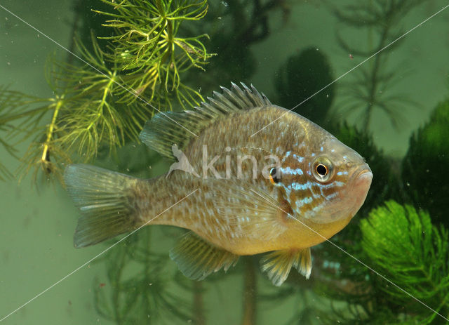 Zonnebaars (Lepomis gibbosus)