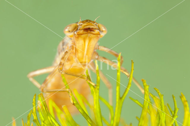 Zuidelijke keizerlibel (Anax parthenope)