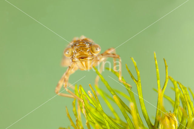 Little emperor dragonfly (Anax parthenope)