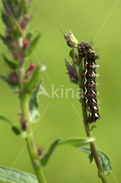 Knot Grass (Acronicta rumicis)