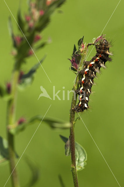 Zuringuil (Acronicta rumicis)