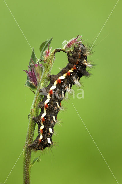 Knot Grass (Acronicta rumicis)