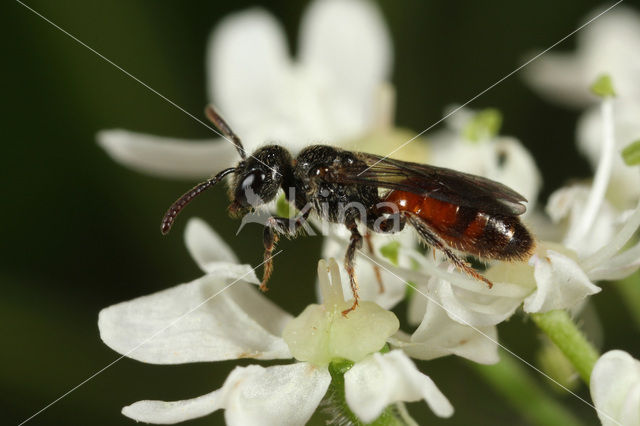 Sphecodes niger