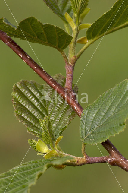 black alder (Alnus glutinosa)