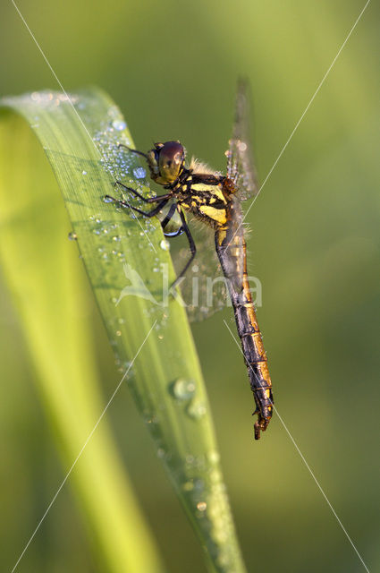 Black Darter (Sympetrum danae)