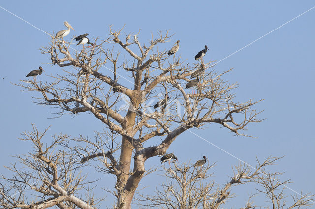 Zwarte Ooievaar (Ciconia nigra)