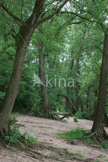 Black Poplar (Populus nigra)