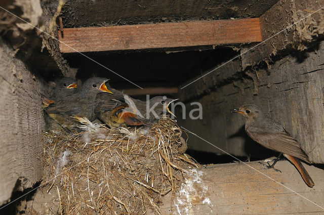 Black Redstart (Phoenicurus ochruros)