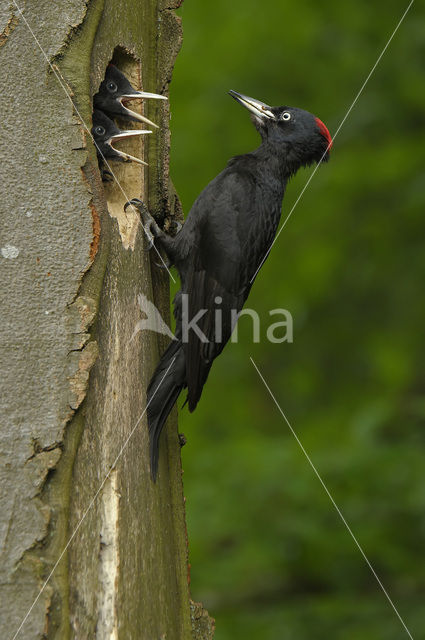 Black Woodpecker (Dryocopus martius)