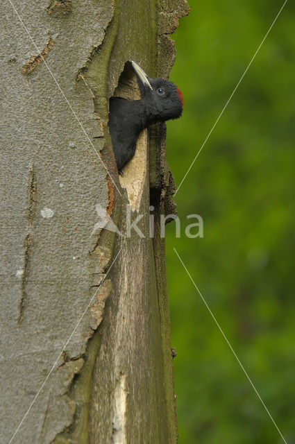 Black Woodpecker (Dryocopus martius)