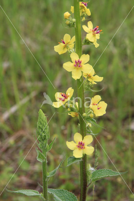 Dark Mullein (Verbascum nigrum)