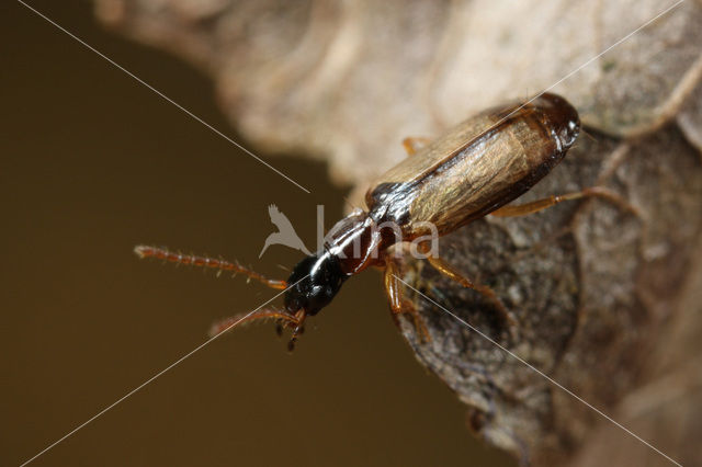 Zwartkopschorsloper (Philorhizus melanocephalus)