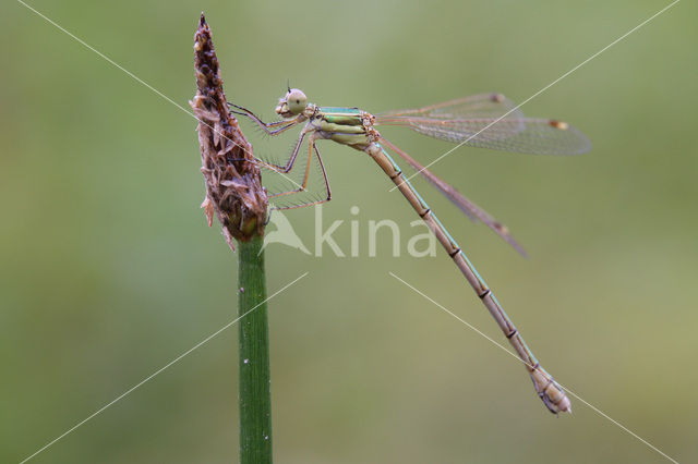 Shy Emerald Damselfly (Lestes barbarus)