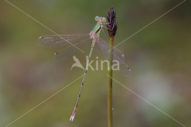 Zwervende pantserjuffer (Lestes barbarus)