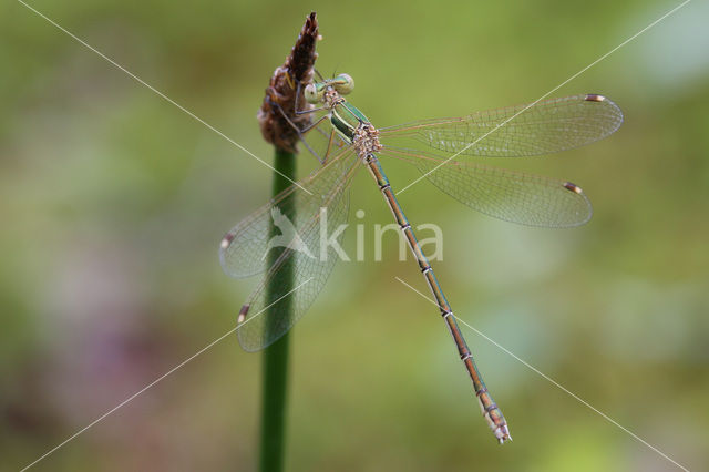 Zwervende pantserjuffer (Lestes barbarus)