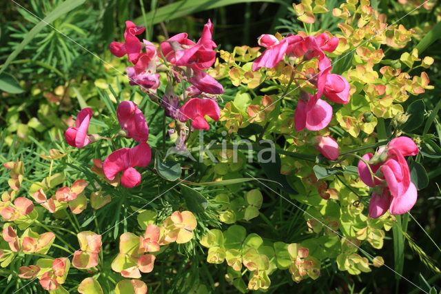 Aardaker (Lathyrus tuberosus)