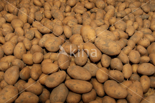 Aardappel (Solanum tuberosum)