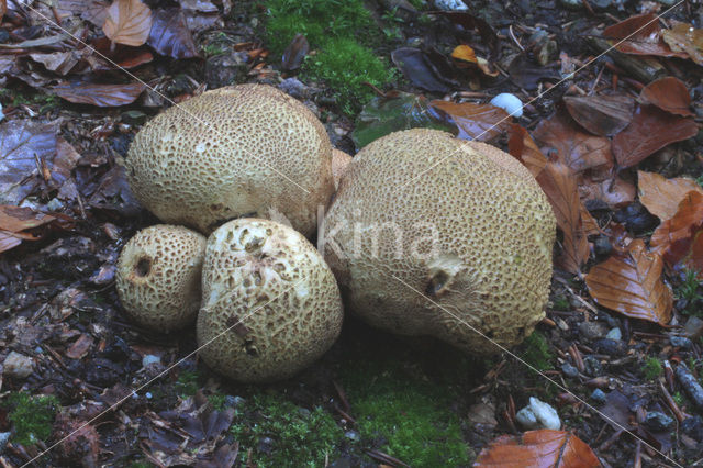 Aardappelbovist (Scleroderma aurantium)