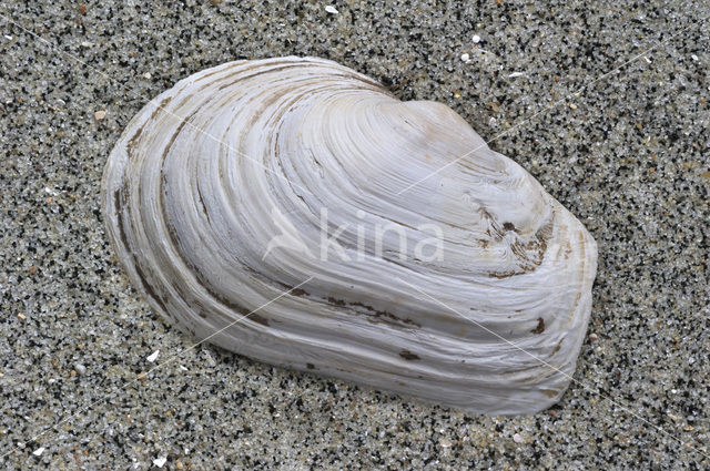 Blunt Gaper (Mya truncata)