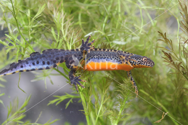 Alpine Newt (Ichthyosaura alpestris)