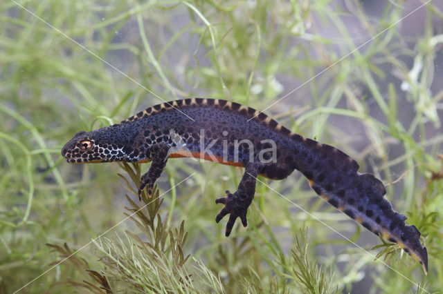 Alpine Newt (Ichthyosaura alpestris)