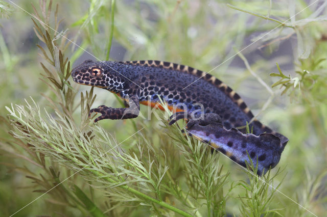 Alpenwatersalamander