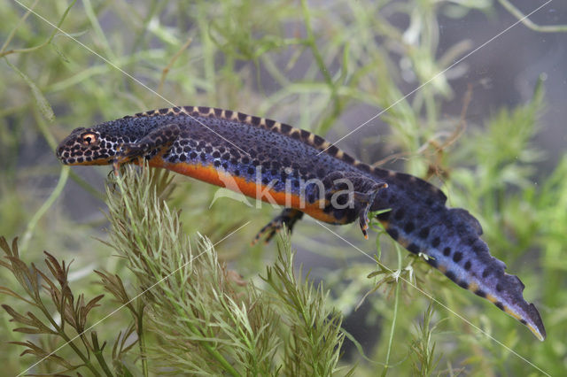 Alpine Newt (Ichthyosaura alpestris)