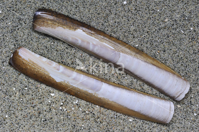 Atlantic razor clam (Ensis directus)