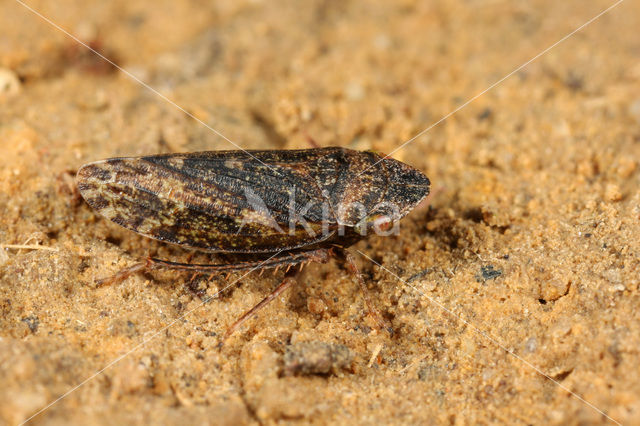 Aphrodes bicincta