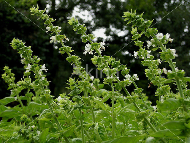 Basil (Ocimum basilicum)
