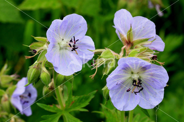 Beemdooievaarsbek (Geranium pratense)