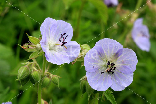 Beemdooievaarsbek (Geranium pratense)