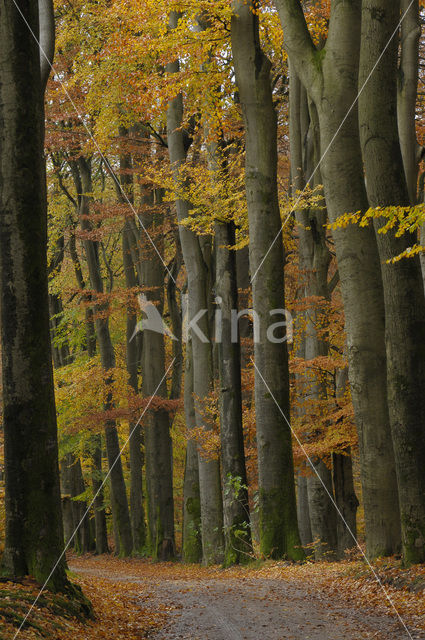 Beech (Fagus sylvatica)