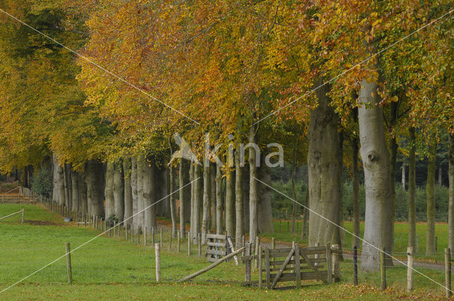 Beech (Fagus sylvatica)