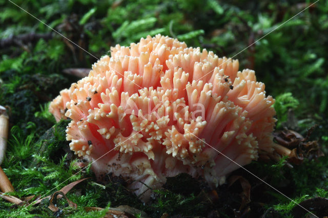 Beukekoraalzwam (Ramaria fagetorum)