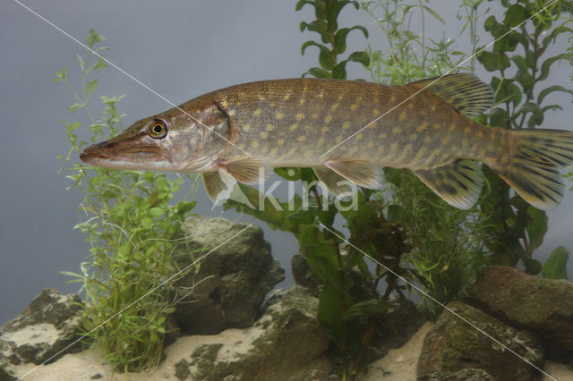 Snook (Centropomus undecimalis)