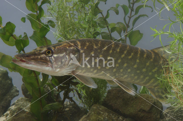 Snook (Centropomus undecimalis)