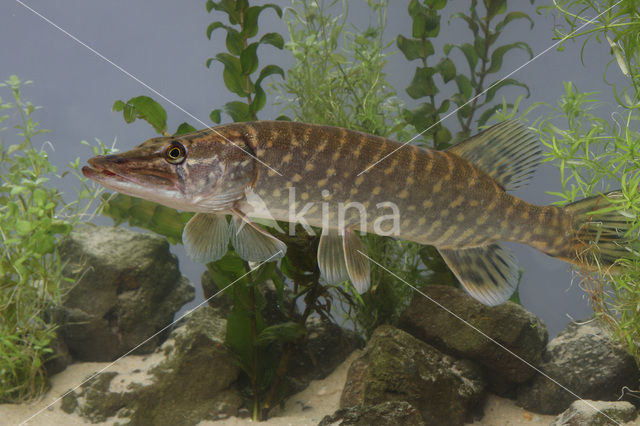 Snook (Centropomus undecimalis)