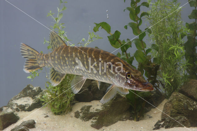 Snook (Centropomus undecimalis)