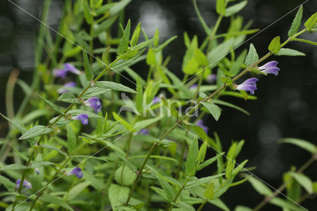 Blauw glidkruid (Scutellaria galericulata)