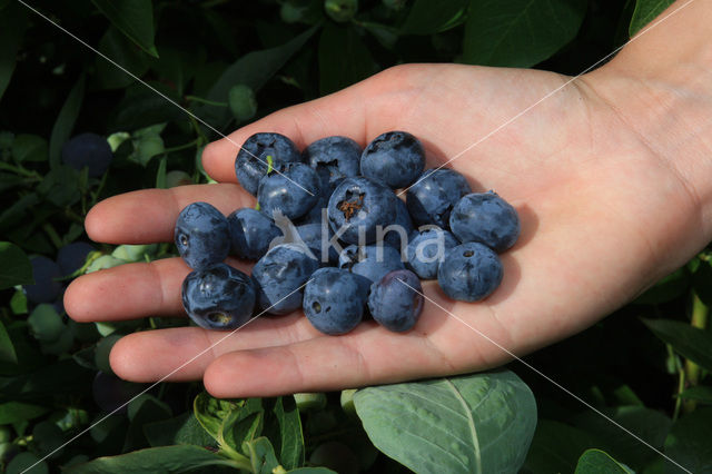 Blauwe bosbes (Vaccinium myrtillus)