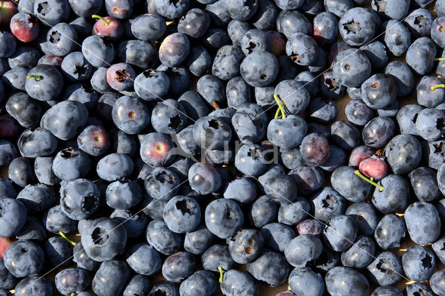 Bilberry (Vaccinium myrtillus)