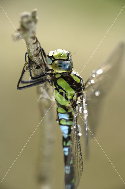 Southern Hawker (Aeshna cyanea)